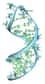 L’ARN messager, l’intermédiaire entre l’ADN et les protéines, serait comme ces molécules la cible de légères modifications chimiques, modifiant l’expression des gènes. Ce mécanisme fondamental pourrait avoir des répercussions sur différentes pathologies humaines, comme l’obésité, l’autisme, la maladie d’Alzheimer ou la schizophrénie.