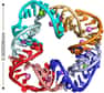 Molécule fondamentale pour le vivant, l'ARN a une structure semblable à celle de l'ADN. Et, comme elle, elle peut être utilisée pour créer des nanostructures, comme vient de le montrer un groupe de chercheurs de l’Université de San Diego en fabriquant des ARN carrés !