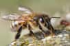 Le mystère de l’attrait des abeilles pour les piscines d’eau salée semble élucidé. Une équipe française a découvert qu’elles possédaient des récepteurs gustatifs au bout de leurs pattes. Cela leur permet de détecter en survol la présence des sels et des minéraux nécessaires à leur métabolisme et au développement de leurs larves.