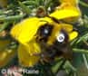 Le Royaume-Uni lance un vaste programme de recherche pour comprendre les surmortalités chez les insectes pollinisateurs. Parmi les projets : l'installation de puces RFID pour identifier les abeilles entrant et sortant de la ruche.