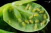 Fabriqués par les plantes, les caroténoïdes sont des pigments utilisés pour capter de l'énergie lumineuse durant la photosynthèse. On vient de découvrir que les pucerons, des aphididés, pourraient également en créer et même... s'en servir pour produire de l’ATP, une première chez un insecte.