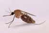 Le parasite responsable du paludisme aurait été transmis à un homme vivant à Strasbourg par des moustiques échappés d'un colis importé du Cameroun. Si ce genre de cas par transmission autochtone est très rare, ce n’est pas le premier.