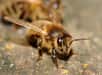 En quelques années, un nombre croissant de cultures oléagineuses a vu le jour pour alimenter la filière des agrocarburants, dopant ainsi les besoins en insectes pollinisateurs. Problème : les populations d’abeilles domestiques ne suivent pas le rythme. Une nouvelle étude souligne donc qu’elles font défaut en Europe.
