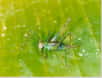 Comment un mâle de sauterelle se donne-t-il toutes les chances de charmer une femelle en pleine forêt équatoriale humide ? En lui adressant ses chants d'amour depuis la strate forestière la plus dégagée possible, estime une équipe d'entomologistes.