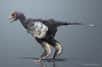L’archéoptéryx vient de retrouver sa place dans l’histoire évolutive des oiseaux. Il doit cette réaffectation à la découverte en Chine d’Aurornis xui, un dinosaure aviaire qui serait « le plus vieil avialien connu », et viendrait tout de même le détrôner… Le débat est ouvert.