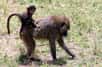 Chez les babouins, qui vivent en harem, le mâle peut avoir jusqu’à quatre femelles, et donc une progéniture conséquente. S’il est connu pour surveiller de près ses femelles, il ne s’occupe pas de ses petits. Toutefois, une étude récente suggère que le lien paternel existe chez les babouins chacmas. Elle prouve en outre que les petits qui ont connu leur père se développent mieux que les autres. Le papa babouin existe donc.