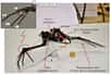 Une chauve-souris robot : c’est le concept d'un drone bio-inspiré étudié par une équipe américano-espagnole et utilisant des matériaux à mémoire de forme. L’engin, qui intéresse les militaires, est loin d’être finalisé mais démontre déjà l’avantage et les possibilités des ailes battantes.