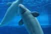 Noc le bélouga a fait preuve d’une intelligence remarquable ! Une récente publication révèle que cette baleine blanche, imitant le langage humain, essayait de communiquer avec les plongeurs.