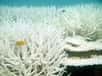 L’acidification des océans est le principal facteur de risque pour la santé des coraux. Or, l’effet de l’augmentation de la température est aussi un paramètre très important. Le couplage de ces deux facteurs de dommages induirait une prolifération d’algues qui érodent le corail. Retour sur les effets de cette combinaison.