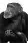 A la fin des années 1960, Washoe, femelle chimpanzé, devint le premier primate à apprendre le langage des signes, bousculant nos idées sur les capacités mentales des singes et initiant une série de recherches.