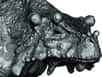 Au Permien, une partie du centre de la Pangée devait avoir son propre climat désertique. C’est ce que confirme la découverte d’un nouveau reptile pareiasaure dans le nord du Niger. En effet, Bunostegos akokanensis, dont le crâne était couvert de protubérances osseuses, appartenait probablement à la faune endémique de cette région.