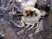 La dangerosité du scorpion jaune du sud de la France, Buthus occitanus, vient d'être réévaluée à la hausse. C'est ce qui découle d'une première étude de la composition biochimique du venin de cette espèce pourtant répandue en région méditerranéenne, et par ailleurs protégée.