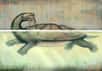 Après avoir surpris le monde en dévoilant un fossile de serpent de 13 mètres de long, la mine de Cerrejón fait à nouveau parler d’elle, cette fois pour une tortue géante d'une espèce inconnue, Carbonemys cofrinii. La carapace de ce fossile mesure 172 cm de long. Son propriétaire, qui vivait en eau douce, ne devait pas craindre pas les crocodiles, bien au contraire…