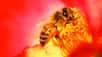 Deux chercheurs finlandais ont découvert un moyen de vacciner les abeilles, dépourvues d’anticorps, contre une maladie bactérienne ravageuse. Une trouvaille dont pourraient bénéficier d'autres espèces, autres que les insectes, et qui pourrait remplacer les antibiotiques dans les élevages de poules et de poissons.