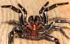 L’araignée à toile-entonnoir est l’araignée la plus dangereuse au monde. © spigspid, iNaturalist