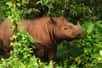 Avec la mort en novembre 2019 du dernier rhinocéros de Sumatra de Malaisie, s’est éteint l’espoir de reproduire les animaux de manière naturelle. Les scientifiques comptent à présent sur les cellules souches pour faire revivre l’espèce. Un projet loin d’être gagné.