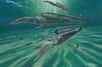 Diplomoceras maximum vivait il y a 68 millions d’années dans les eaux froides de l’Antarctique. © New Scientist, Twitter
