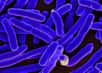 Des chercheurs sont parvenus à créer une encre vivante pour l’impression 3D en reprogrammant des bactéries E. coli. Cette bio-encre pourrait produire des médicaments ou créer des matériaux de construction autoréparants.