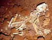 Le Thylacoleo carnifex était le plus gros mammifère carnivore d’Australie. La découverte d’un spécimen presque complet a permis de retracer le mode de vie de cet effrayant prédateur, dont la morsure était la plus puissante de tous les mammifères éteints et actuels.
