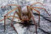 Une araignée dont le venin détruit la peau a été identifiée par des chercheurs dans la vallée de Mexico. Cette espèce appartient à une famille d’arachnide que l’on trouve aussi en Europe, et qui provoque les mêmes dommages.