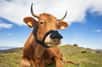 Une start-up britannique a inventé un masque qui absorbe le méthane issu des rots des vaches, cause majeure de réchauffement climatique. Un accessoire connecté à une application et facile à utiliser, qui ne semble pas déranger le moins du monde les animaux.