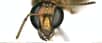 Un gynandromorphe est une chimère entre un individu mâle et un individu femelle. Comme le cas de cette abeille dont le côté gauche est masculin et le côté droit féminin. Ce qui lui donne une drôle de tête et la déroute un peu pour butiner. La gynandromorphie n’est cependant pas réservée à l’abeille : on a vu par exemple de curieux cas d’oiseaux bicolores, de crevettes dissymétriques ou de papillons moitié noir-moitié jaune.
