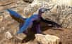 Microraptor zhaoianus avalant un lézard Indrasaurus. © Doyle Trankina