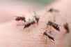 Les moustiques sont dotés d'un récepteur olfactif particulier qui leur permet de détecter l'acide lactique dans la sueur humaine. Le blocage de ce récepteur pourrait constituer une nouvelle piste pour des répulsifs.