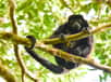 Au Costa Rica, le pelage des singes hurleurs vire du noir au jaune. Une évolution dans la production de mélanine, due à l’utilisation massive de pesticides.