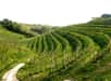 L’un des vins mousseux les plus populaires au monde entraîne une dégradation des sols sans précédent au nord de l’Italie. Un rythme alarmant alors que la production explose et n’est pas prête de ralentir.