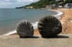 De nombreuses ammonites ont été découvertes sur l’île de Wight. © Wight Coast Fossils, Facebook