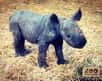 Le premier bébé rhinocéros noir de France est né le 6 décembre dernier au zoo du Bassin d’Arcachon. © Zoo du Bassin d’Arcachon, Instagram