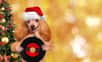 Votre toutou est insensible à « Petit Papa Noël » ? Passez-lui plutôt le titre « Raise the Woof ! », le premier chant de Noël spécialement conçu pour les chiens. Sur un air de reggae additionné de sons spéciaux, le clip est censé interagir avec votre animal qui pourra lui aussi profiter de l’ambiance festive.