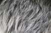 L’expression « se faire des cheveux blancs » n’a jamais aussi bien porté son nom : des chercheurs viennent de prouver que le stress pouvait bien causer un blanchissement irréversible des cheveux, en provoquant l’épuisement des réserves de mélanocytes, responsables de la coloration du cheveu.