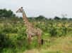 Deux girafes adultes deux fois plus petites que la normale ont été aperçues en Afrique. Un cas très rare de nanisme observé chez un animal sauvage, dont l’origine demeure mystérieuse.