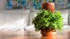 Terraplanter est un pot en céramique qui fait pousser les plantes avec un simple verre d'eau !