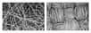 La fibre de coton (à gauche) absorbe l’humidité, ce qui accroît la taille des particules virales et les bloque plus efficacement. Le polyester (à droite) est hydrophobe et ne possède pas cette propriété. © E.P. Vicenzi, Smithsonian's Museum Conservation Institute et NistLes National Institutes of Health (NIH)