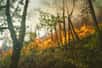La déforestation par les incendies en Amazonie a des conséquences catastrophiques sur les espèces animales et végétales. Pour chaque tranche de 10.000 km2 de forêt qui subit un incendie, 27 à 37 espèces végétales et 2 à 3 espèces de vertébrés supplémentaires sont impactées.