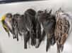 Les incendies, la sécheresse et le réchauffement climatique ont laissé des centaines de milliers d’oiseaux faméliques périr sur le chemin de leur migration. Un épisode de mortalité exceptionnel qui inquiète les chercheurs.
