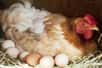 Des œufs toujours plus gros et toujours plus nombreux : la pression exercée sur les os de poules pondeuses entraîne des fractures douloureuses et difficiles à guérir. Un problème aggravé par la sélection génétique qui rend les poules inadaptées morphologiquement.