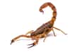 Les scorpions peuvent aussi donner naissance à des jumeaux. © Andrew Wendroff, Ohio State University