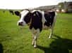 Des chercheurs ont réussi à éditer le génome de vaches pour rendre leurs taches grises, afin qu’elles absorbent moins la chaleur. Une nécessité selon eux alors que le réchauffement climatique rend le bétail moins productif.