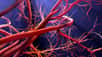 Les dysfonctionnements des vaisseaux sanguins peuvent entraîner des crises cardiaques, des accidents vasculaires cérébraux et des anévrismes. À partir de tissus vivants, des chercheurs australiens ont réussi à fabriquer en laboratoire des vaisseaux sanguins presque aussi fonctionnels que les vrais.