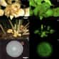 Une espèce de champignons luminescents, oubliée pendant cent soixante-dix ans, a été retrouvée et vient d’être étudiée par des chercheurs de l’université de San Francisco.