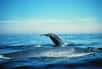 Depuis les années 1960, le chant des baleines bleues (Balaenoptera musculus) devient plus grave. Chez la population la mieux étudiée, cette baisse de fréquence a atteint 31%. Nul ne sait pourquoi...