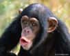 Le chimpanzé est frugivore. Il est capable de se souvenir d’année en année où se trouvent les arbres à fruits suivant les saisons. Mais lorsqu’il cherche pour la première fois des arbres à fruits, comment fait-il ? Il utilise ses étonnantes capacités de botaniste, semble-t-il...