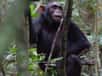 En 14 ans de surveillance patiente, une équipe de chercheurs américains a acquis la conviction que chez les chimpanzés, les jeunes femelles aiment jouer à la poupée avec des bouts de bois.