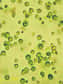 En cas de coup dur, en l’absence de CO2, une algue verte n’hésiterait pas à digérer la cellulose d’autres végétaux pour survivre ! Cette étonnante découverte, la première du genre, a été faite chez la célèbre Chlamydomonas reinhardtii. Elle pourrait grandement intéresser la filière des biocarburants.