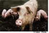 Un cochon sale est un cochon sain. Une étude menée sur des porcelets à l’Université d’Aberdeen en Ecosse, révèle en effet que le fait de vivre dans un environnement sale dès leur plus jeune âge favoriserait le développement de bonnes bactéries.
