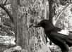 Une nouvelle étude vidéo révèle la vie professionnelle du corbeau calédonien en pleine nature. On y voit comment il utilise ses outils avec efficacité mais aussi, peut-être, comment sa progéniture apprend à son tour à les utiliser.